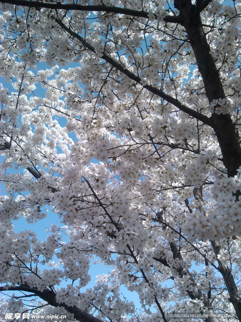 樱花