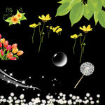 郁金香 蒲公英