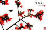 木棉花