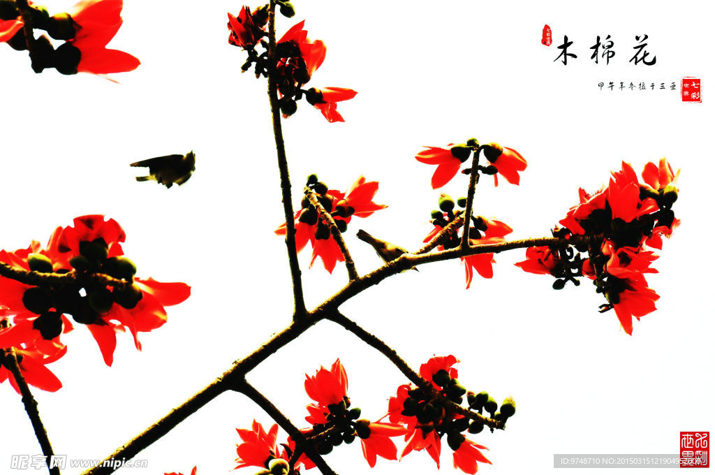 木棉花