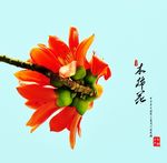 木棉花