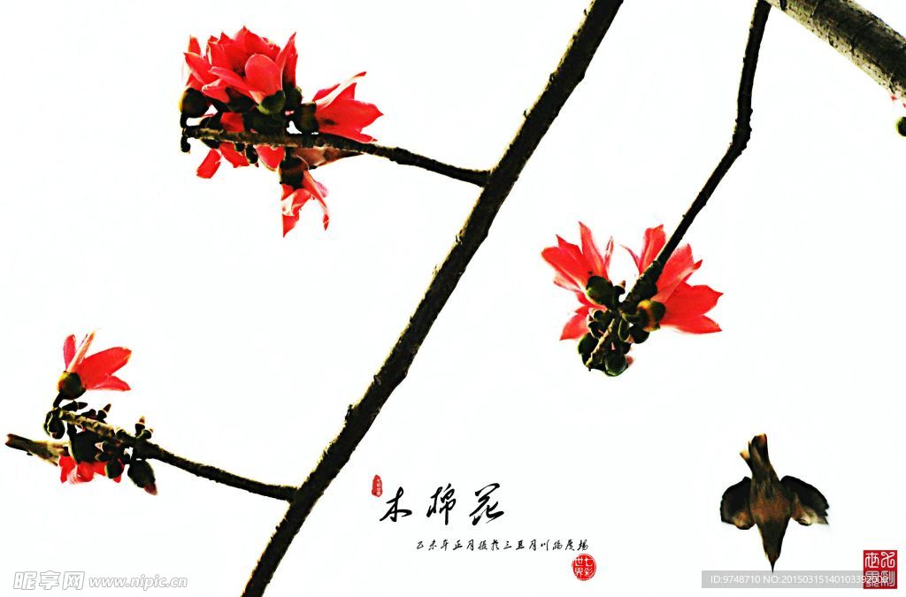 木棉花