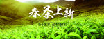 新茶上新