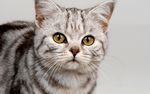猫咪