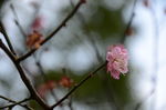 红梅花开