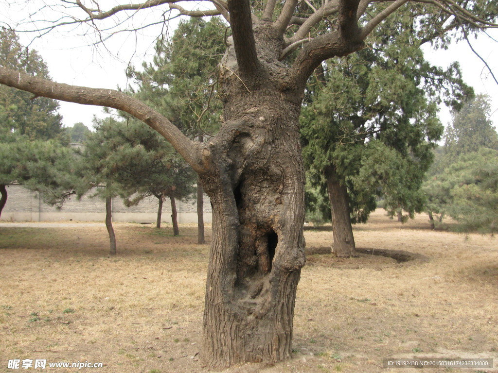 古树