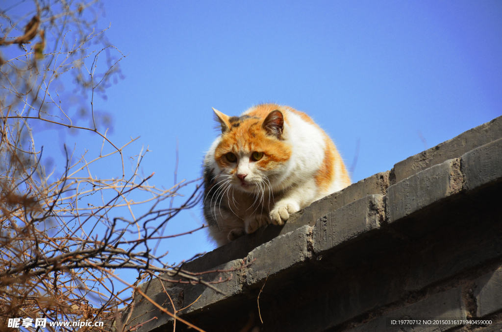 猫