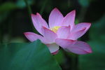 莲花