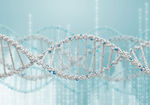 基因DNA