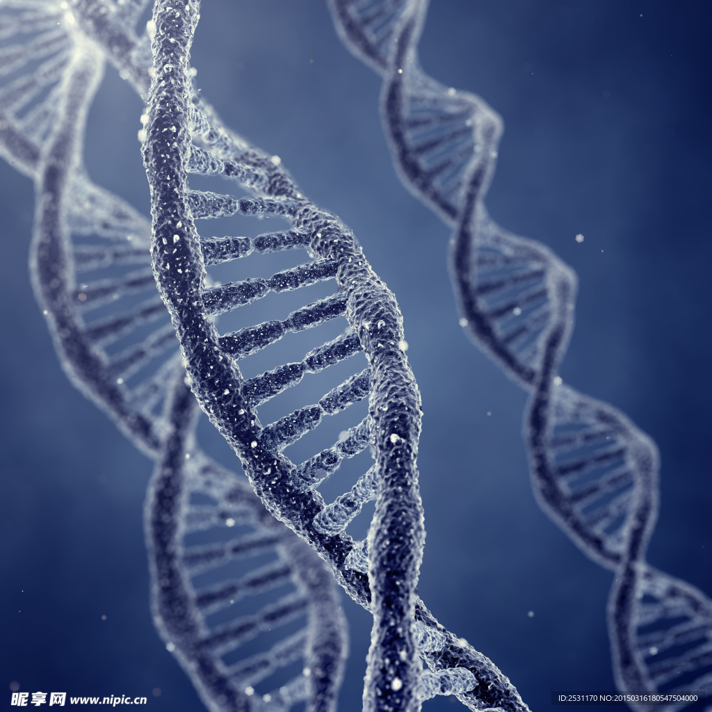 基因DNA