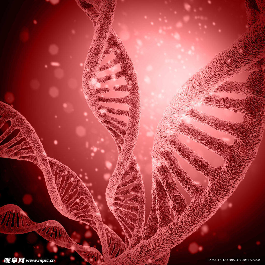 基因DNA