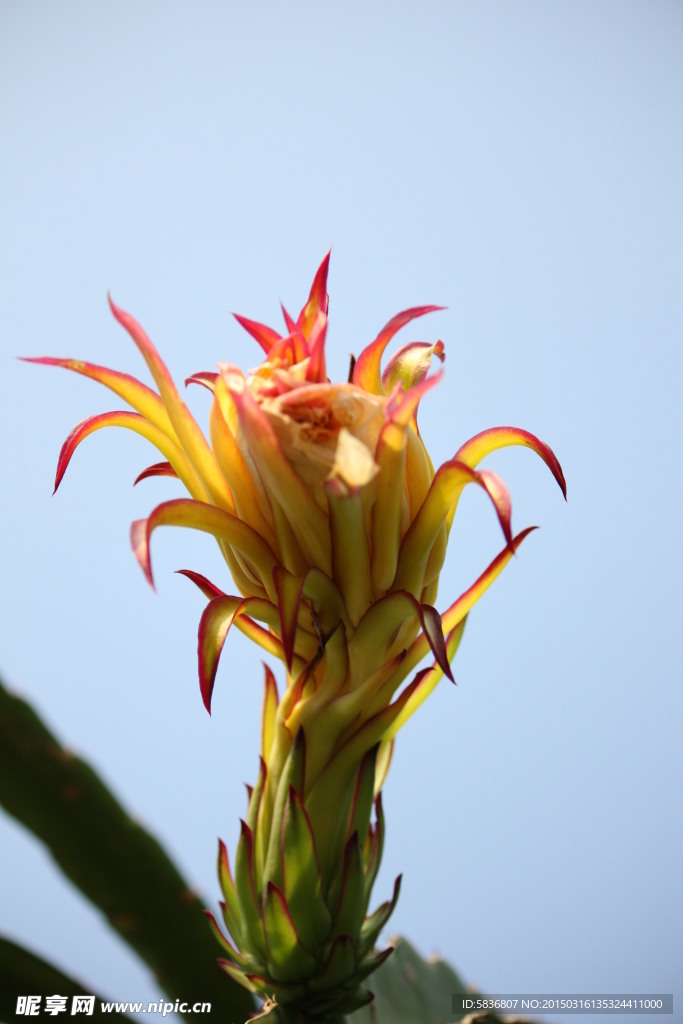 火龙果花