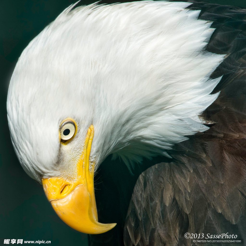 白头鹰