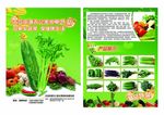 蔬菜超市传单