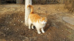 小花猫