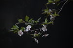 素雅樱花