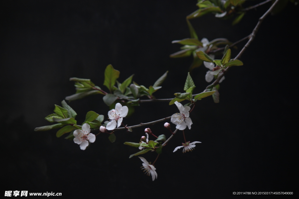素雅樱花