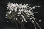 盆景樱花