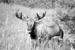四不像-Moose
