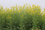 油菜开花