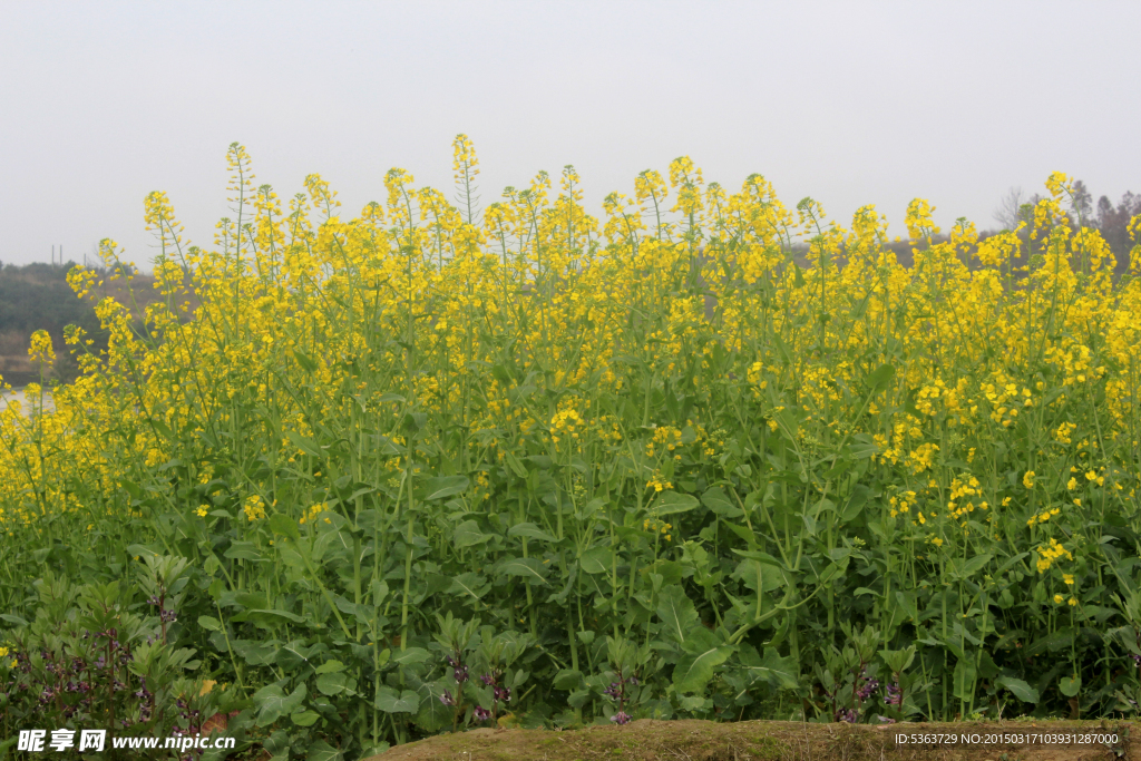 油菜