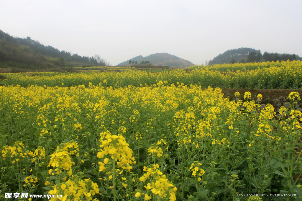 油菜