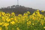 农家油菜花