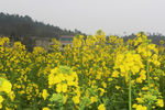 油菜花