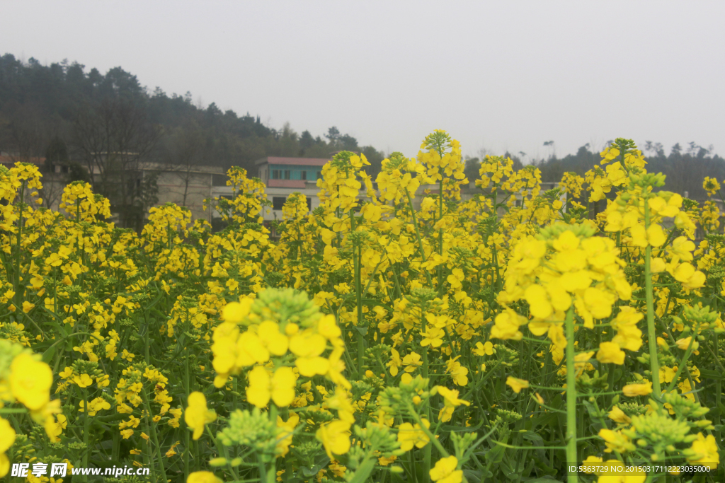 油菜花