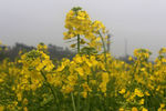 油菜花摄影