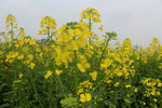 油菜花开