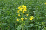 油菜花