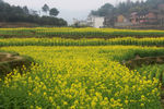 油菜开花