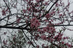 桃花树