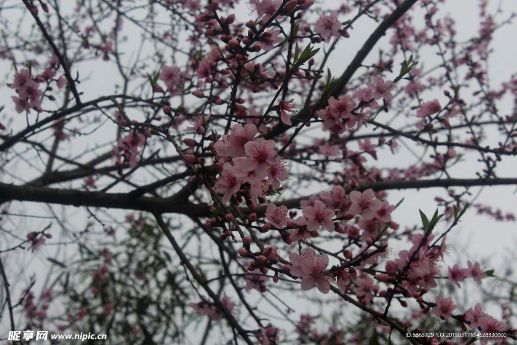 桃花树