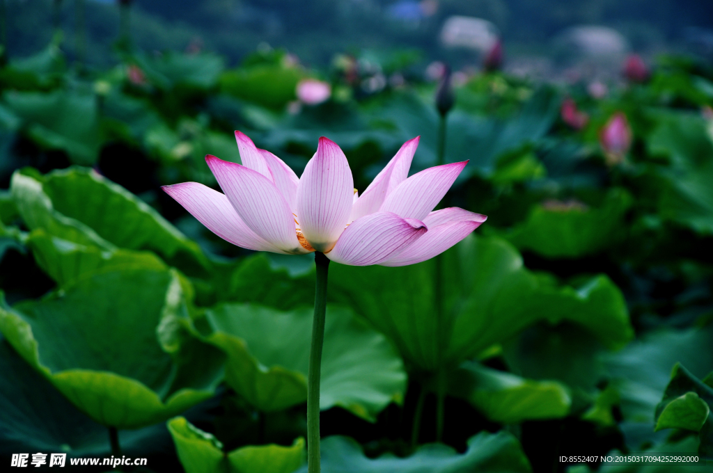 荷花 荷塘 莲花 芙蕖