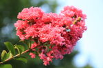 春天鲜花盛开