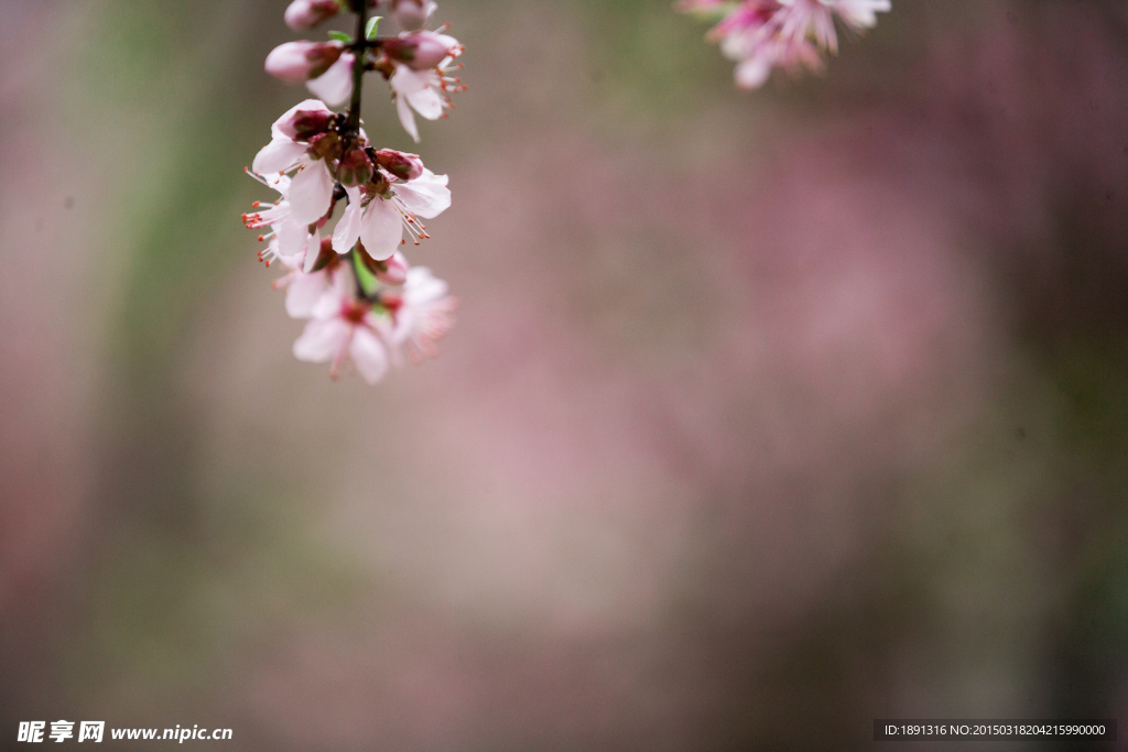 一枝桃花