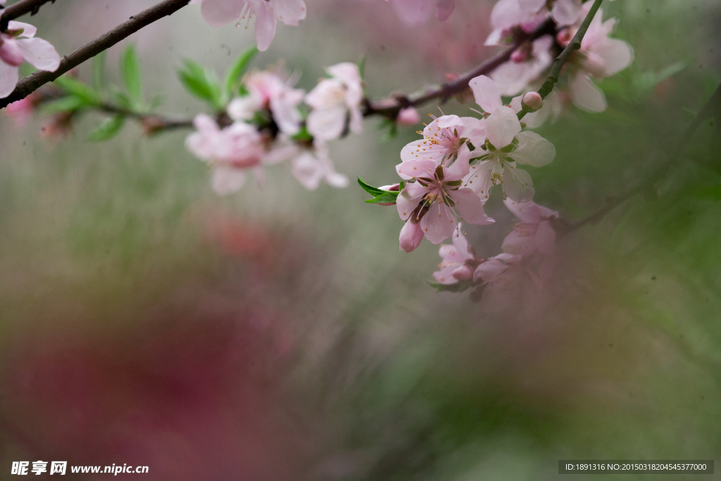 桃花