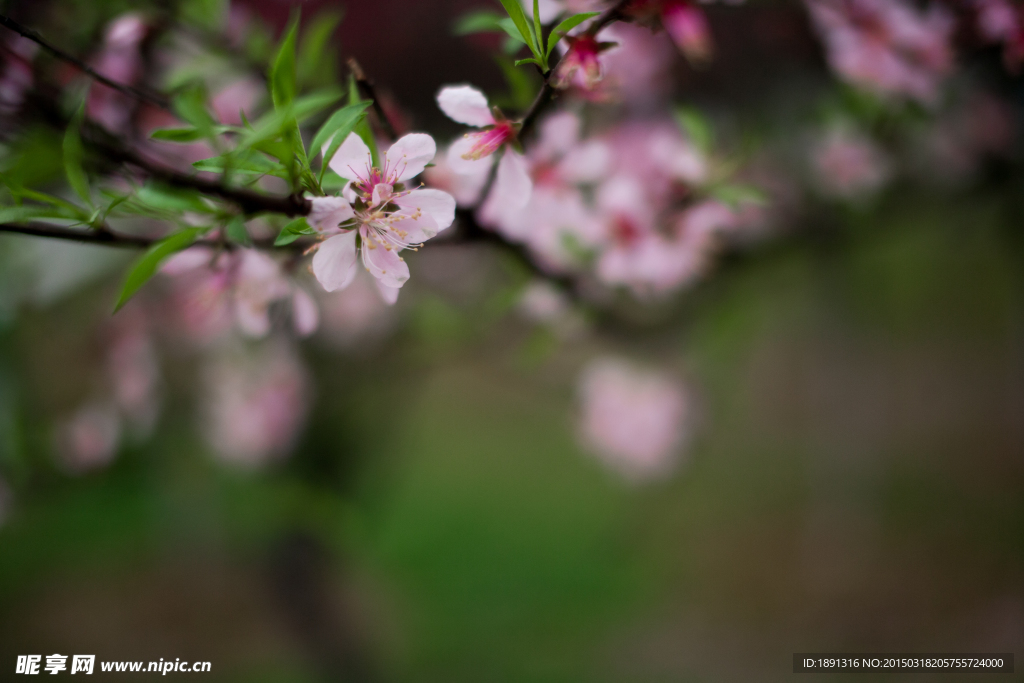 桃花