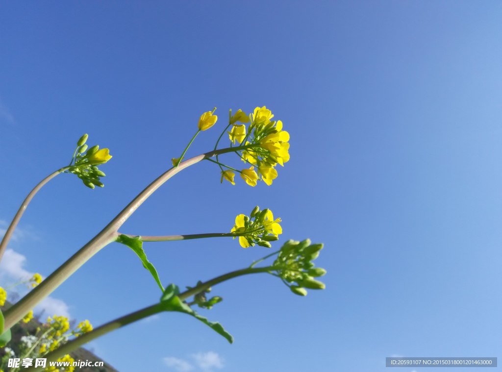 蓝天油菜花特写图片