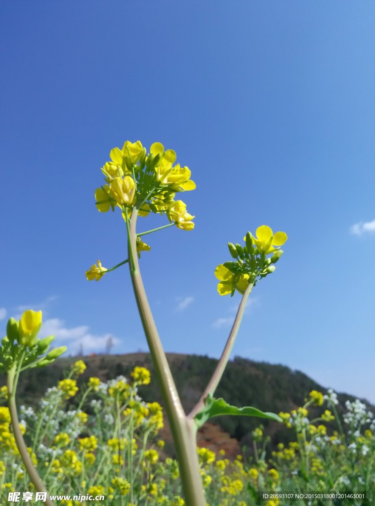 蓝天油菜花特写图片