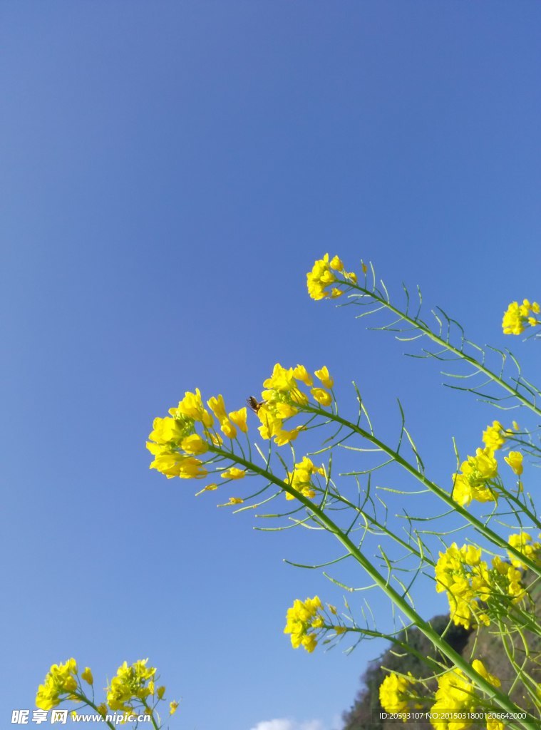 蓝天油菜花特写图片