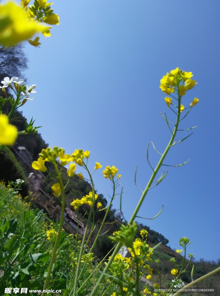 蓝天油菜花特写图片