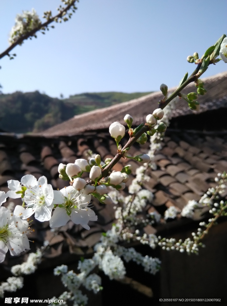 李子花特写图片