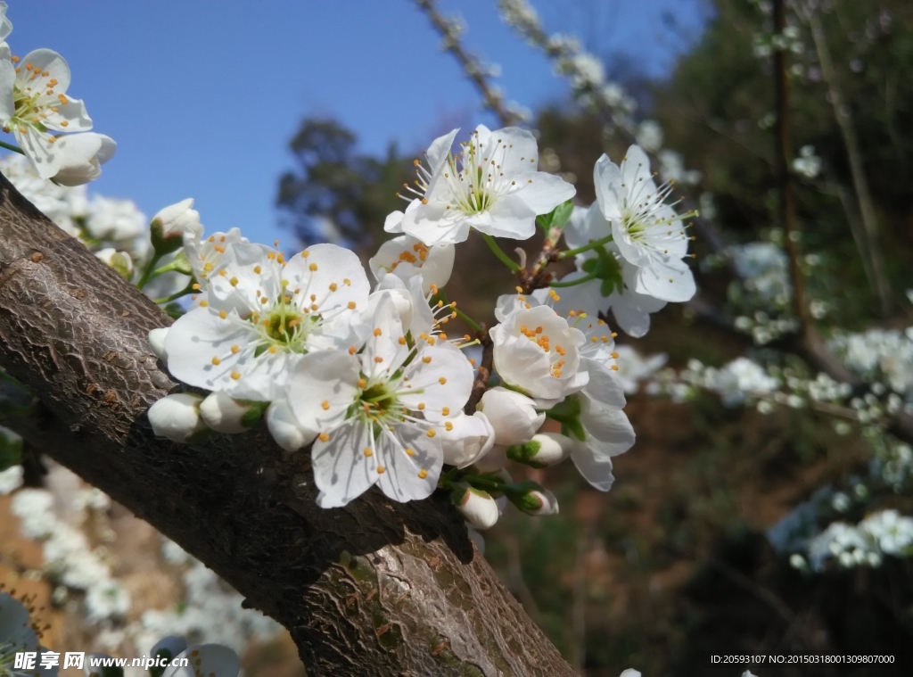 李子花特写图片