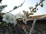 李子花特写图片