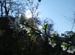 李子花特写图片