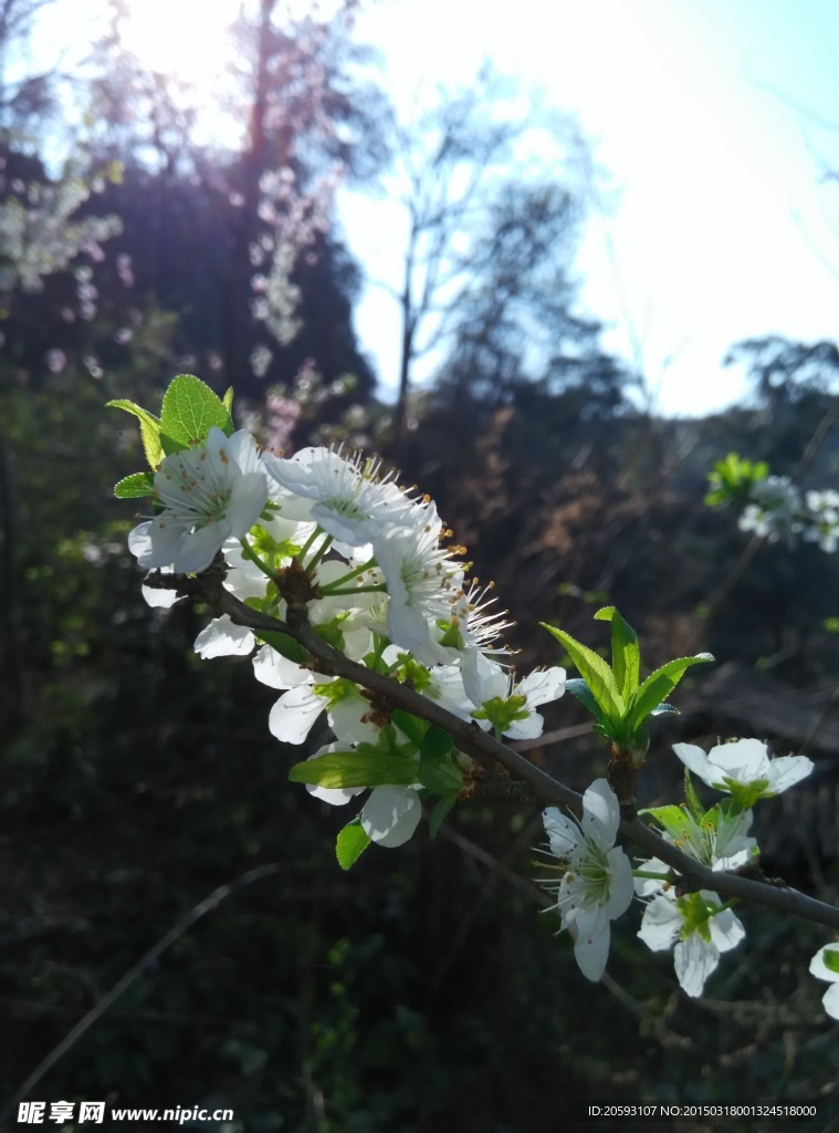 李子花特写图片