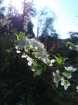 李子花特写图片